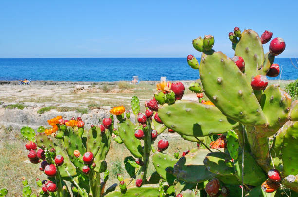 istock Prickly pear cactus with red fruits on Mediterranean sea 1270406843