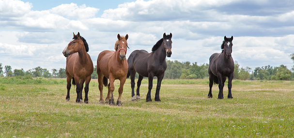 Group of heavy horses on a horse-farm on the grassy meadows.