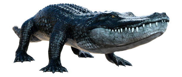 3D illustration black alligator on white