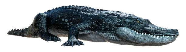 istock 3D illustration black alligator on white 1270406923