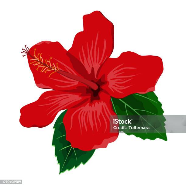 Fleur Dhibiscus Avec Des Feuilles Illustration De Vecteur Plat Plante Exotique Tropicale Dhawaï