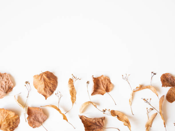 istock Autumn composition. Dried linden leaves and flowers on a white background. Autumn, fall, Thanksgiving day concept. Flat lay, top view, 1270407797