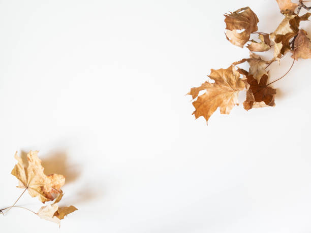 istock Autumn composition. Frame made of autumn dried maple leaves on a white background. Flat lay, top view, copy space 1270407829