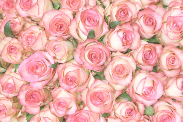 istock Coral rose flower. Detailed retouch 1270408042
