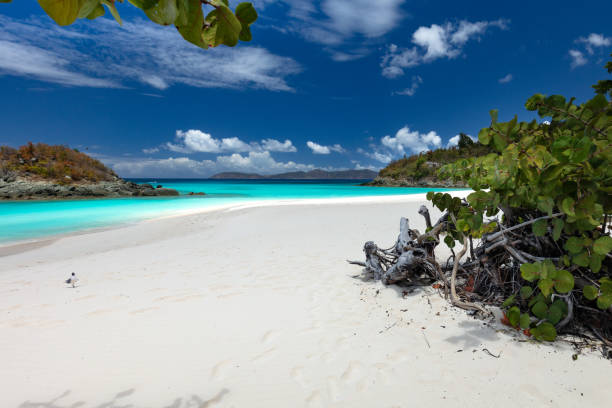 istock perfect tropical beach in the Caribbean 1270408367