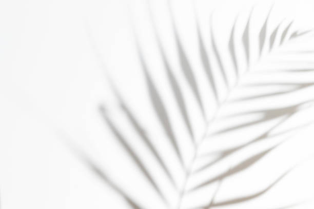 Abstract white clean background with shadow from palm or monstera leaves. Gray shadow photo overlay. Tropical tree leaves. Black and white blurred texture with copy space and mockup. stock photo