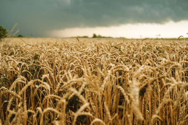 Wheat field with golden ripe ears of corn against a dark stormy sky. Harvesting in the fall, threat of crop failure. stock photo