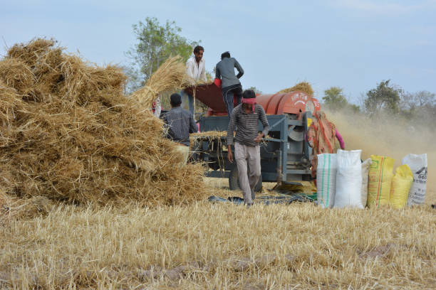 TIKAMGARH, MADHYA PRADESH, INDIA - MARCH 24, 2020: Indian farmers separating husk and wheat grains from the chopped wheat using a thresher machine.