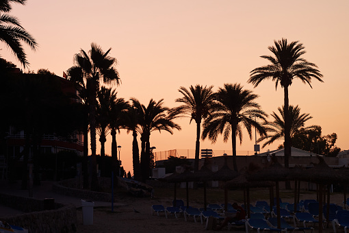 Coastal Date palms silhouetted against a sunset.