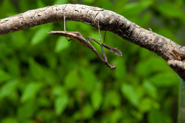 Female European Mantis or Praying Mantis, Mantis Religiosa. Green praying mantis. Close up