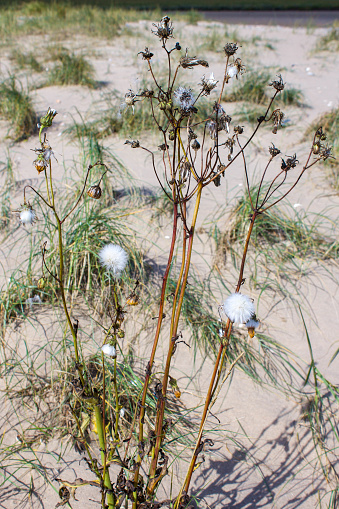 Common Sowthistle (Sonchas oleraceus) on a sand dune
