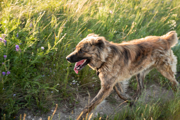 istock The Asian shepherd is a big loyal dog for territory and herd protection. 1270414185