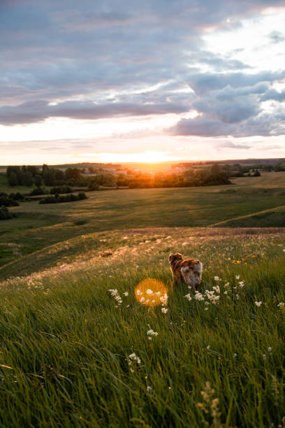 istock The Asian shepherd is a big loyal dog for territory and herd protection. 1270414282