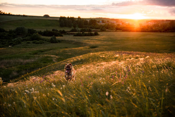 istock The Asian shepherd is a big loyal dog for territory and herd protection. 1270414340