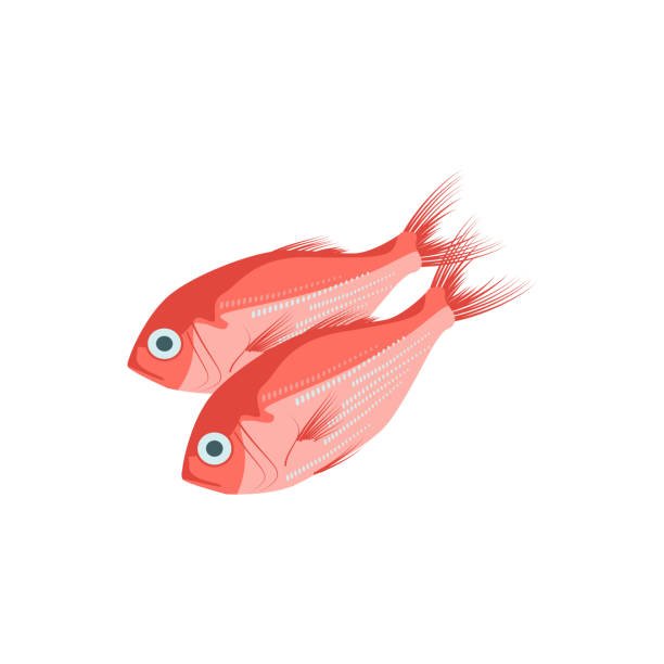 ilustraciones, imágenes clip art, dibujos animados e iconos de stock de lubina, pargo rojo pescado crudo del norte - fish prepared fish fishing bass