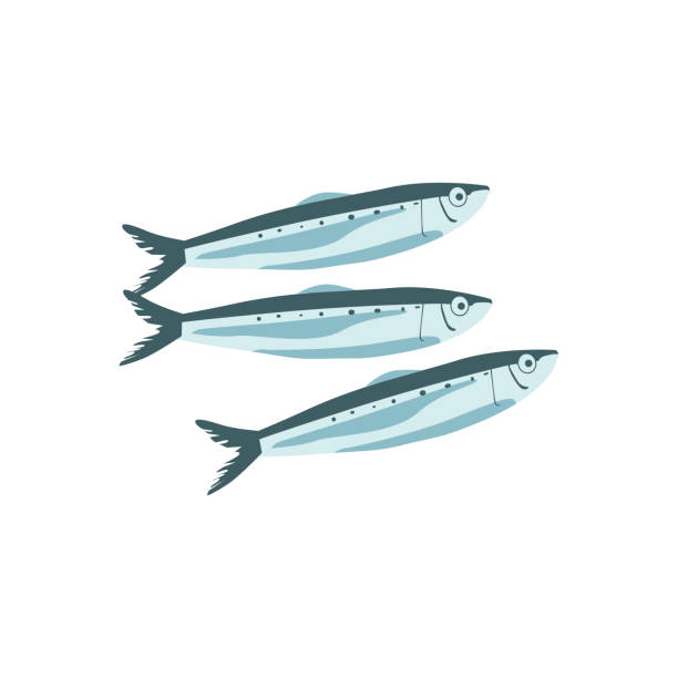 Commercial fish species set Commercial fish species set. Sprat, herring, sardine, anchovy or saury fresh marine fishes, seafood menu, fish market design cartoon vector illustration isolated on white background anchovy stock illustrations