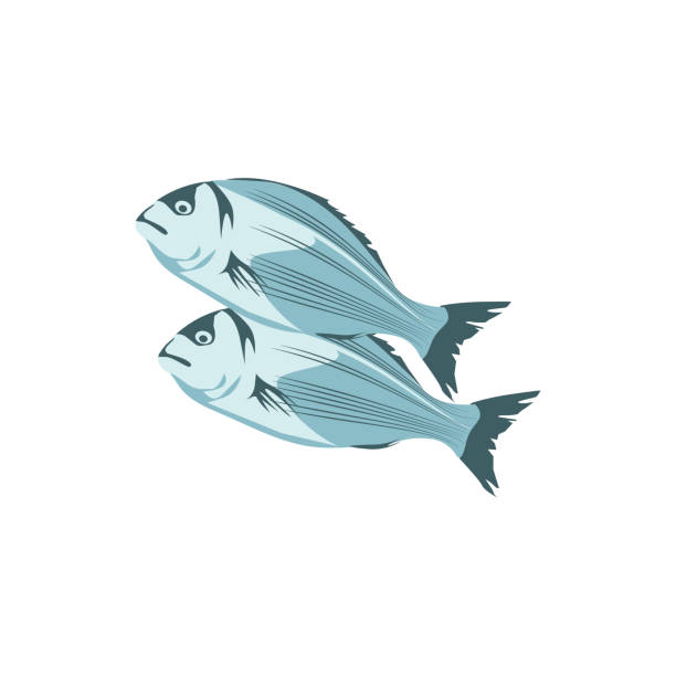 ilustrações de stock, clip art, desenhos animados e ícones de sea bass, commercial fish species - fish prepared fish fishing bass