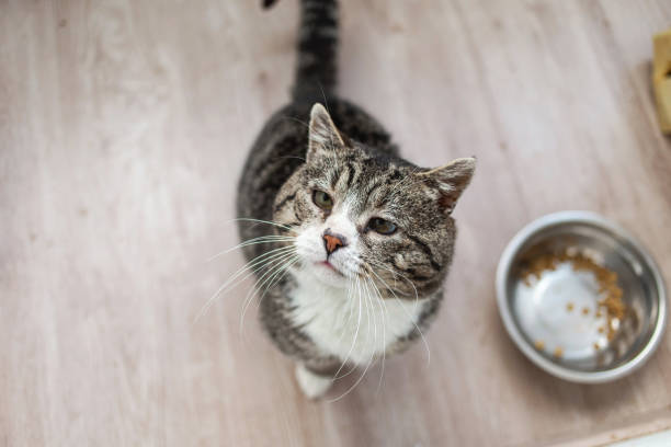 istock Adorable aged cat resting on floor at home 1270415971