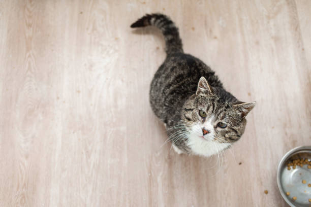 istock Adorable aged cat resting on floor at home 1270415982