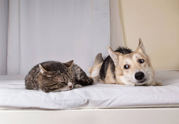 istock Playful dog and cat on bed at home 1270416006