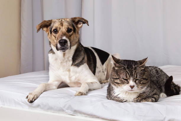 istock Playful dog and cat on bed at home 1270416012
