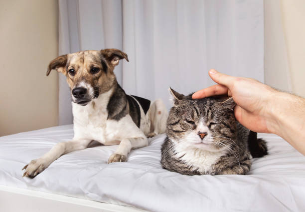 istock Person stroking cat lying with dog on sofa 1270416015