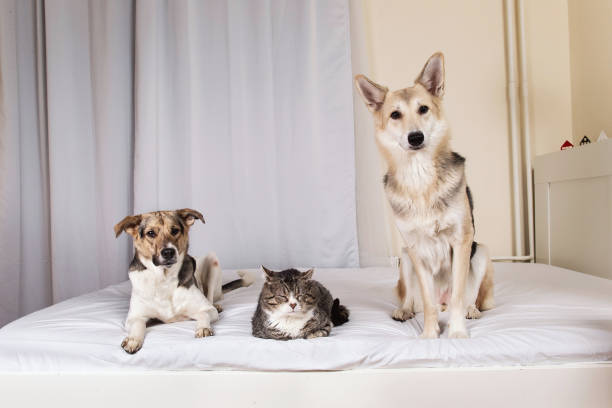 istock Dogs and old cat resting on bed 1270416020