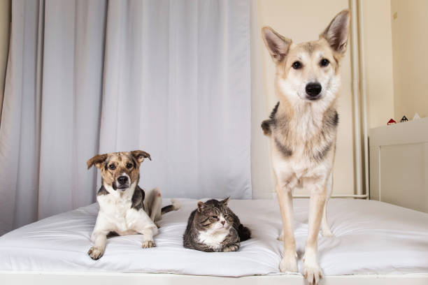 istock Dogs and old cat resting on bed 1270416022