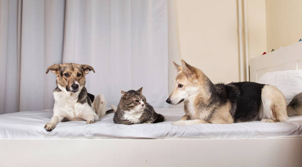 istock Dogs and old cat resting on bed 1270416023