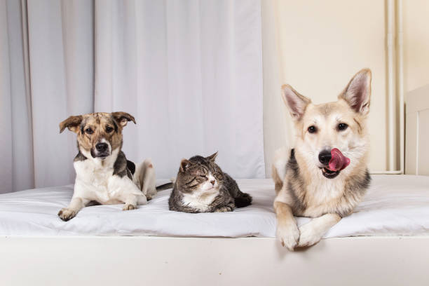 istock Dogs and old cat resting on bed 1270416025