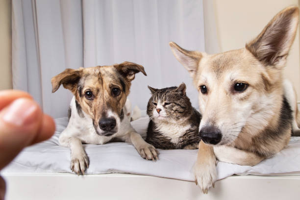 istock Dogs and old cat resting on sofa 1270416032
