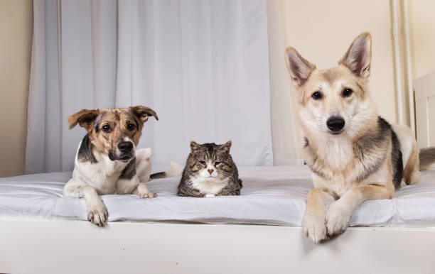 istock Dogs and old cat resting on bed 1270416041