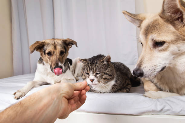 istock Dogs and old cat resting on sofa 1270416042
