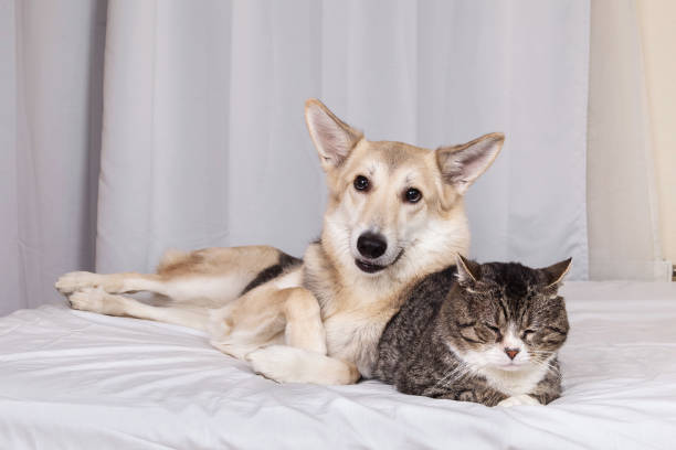 istock Dog and old cat resting on bed 1270416051