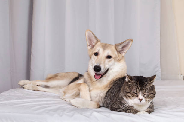 istock Dog and old cat resting on bed 1270416057