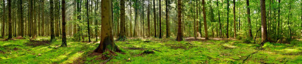 istock Panorama of a coniferous forest 1270416958