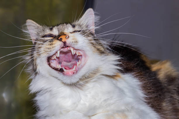 istock close up portrait of a cat 1270418687