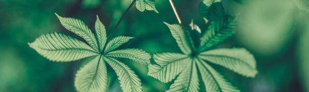 istock Fresh foliage in the forest in nature with beautiful sunlight 1270418875