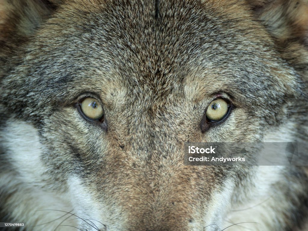 Staring wolf Close shot of the eyes of a wolf. Wolf Stock Photo