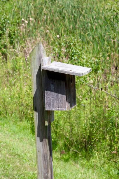 istock Old Wooden Box Birdhouse 1270422939