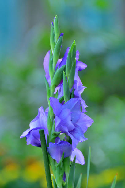 istock Gladiolus Flowers / Sword Lily 1270424548