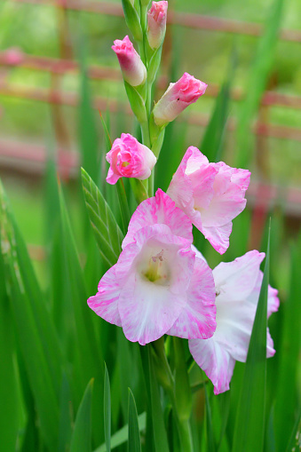 Gladiolus, beautiful flowers blooming in the garden. Pink with bright red spot in the center. Lots of gladioluses in garden