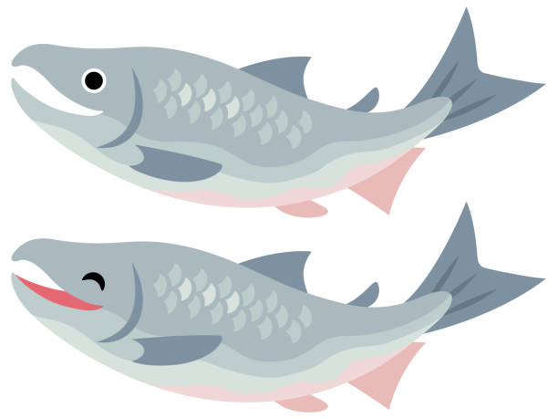 ilustraciones, imágenes clip art, dibujos animados e iconos de stock de ilustración de dos salmones - pink salmon