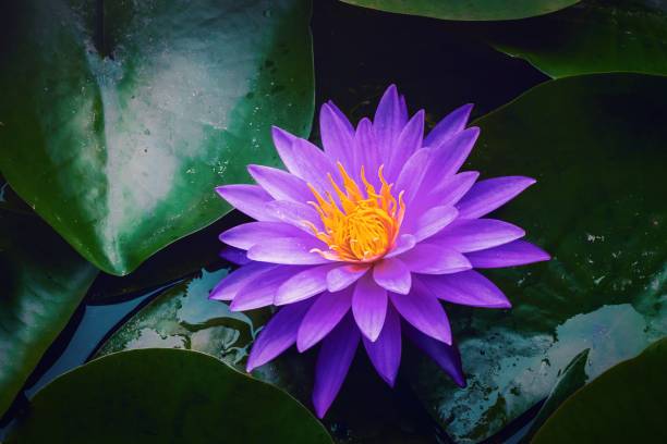 water lilies blooming in summer pond - single flower macro lotus close up imagens e fotografias de stock