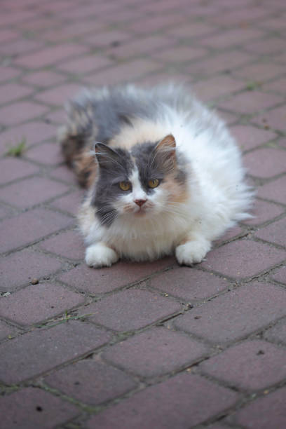 istock Portrait of wild fluffy cat 1270426474