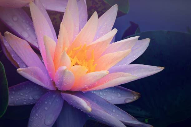 water lilies blooming in summer pond - single flower macro lotus close up imagens e fotografias de stock