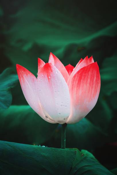 istock Lotus blooming in summer pond 1270426658