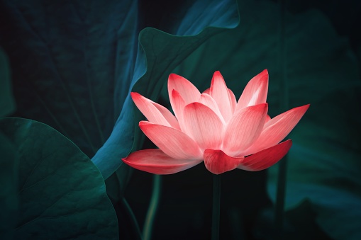 Lotus floreciendo en estanque de verano photo