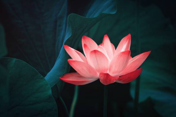 floraison de lotus dans l’étang d’été - lotus single flower water lily water photos et images de collection