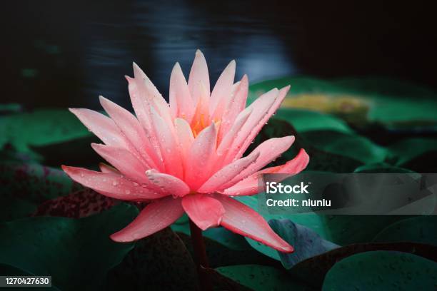 Water Lilies Blooming In Summer Pond Stock Photo - Download Image Now - Flower, Lotus Water Lily, Sacred Lotus